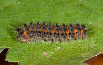 Neoalbertia constans Ultimate stage